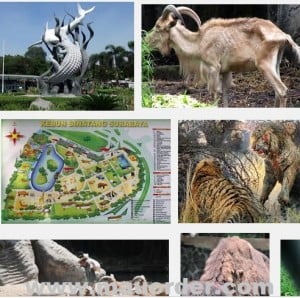 gambar kebun binatang surabaya