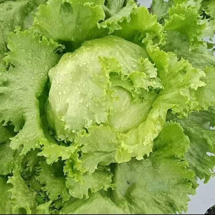 lettuce segar banget